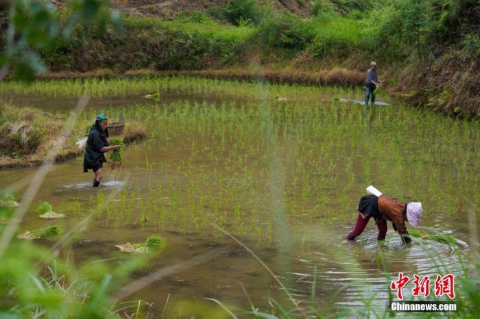 资料图：贵州省从江县小黄侗寨，民众在田间劳作。芒种节气将至，贵州省从江县民众抢抓农时，耕田、栽插秧苗。/p中新社记者 贺俊怡 摄