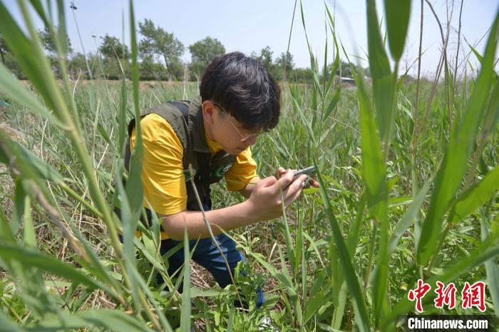 志愿者在青岛市城阳区入海口湿地候鸟保护区调查水生植物。　王海滨 摄