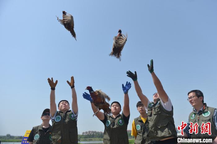 志愿者在青岛市城阳区入海口湿地候鸟保护区放飞被救助的野生鸟类。　王海滨 摄