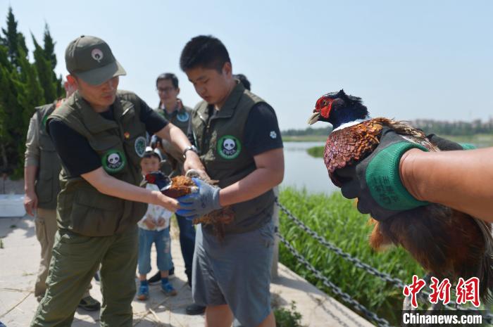 志愿者准备放飞被救助的野生鸟类。　王海滨 摄